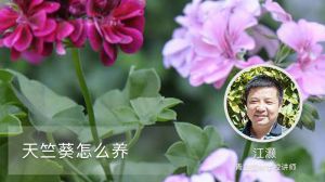 天竺葵怎么养
