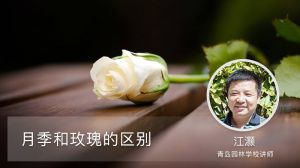 月季和玫瑰的区别
