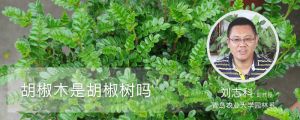 胡椒木是胡椒树吗