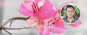 家里种三角梅风水好吗
