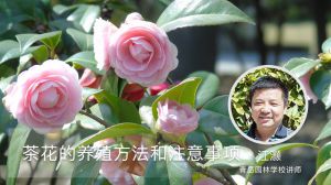 茶花的养殖方法和注意事项