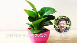 豆瓣绿叶子发黄怎么办