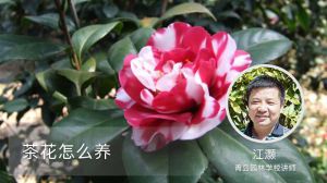 茶花怎么养