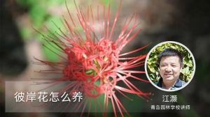 彼岸花怎么养
