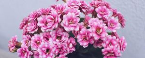 长寿花催花方法大全！