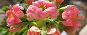 长寿花怎么浇水