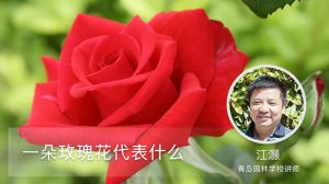 一朵玫瑰花代表什么