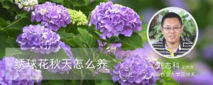 绣球花秋天怎么养