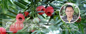 红豆杉秋天怎么养
