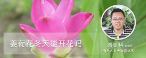姜荷花冬天能开花吗