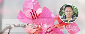 三角梅冬天能开花吗