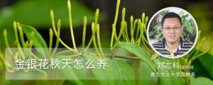 金银花秋天怎么养