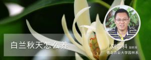 白兰秋天怎么养