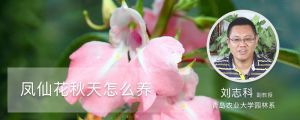凤仙花秋天怎么养