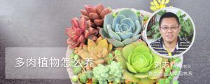 多肉植物怎么养