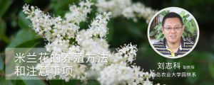 米兰花的养殖方法和注意事项