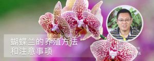 蝴蝶兰的养殖方法和注意事项
