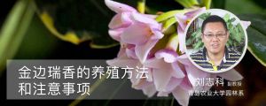 金边瑞香的养殖方法和注意事项