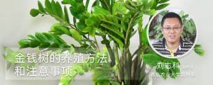 金钱树的养殖方法和注意事项