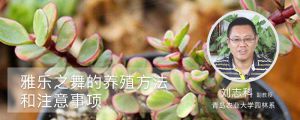 雅乐之舞的养殖方法和注意事项