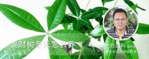 发财树冬天怎么养