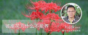 彼岸花为什么不能养