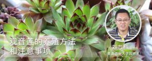 观音莲的养殖方法和注意事项