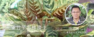孔雀竹芋怎样换土