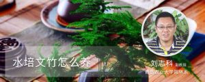 水培文竹怎么养
