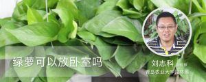 绿萝可以放卧室吗