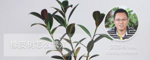 橡皮树怎么繁殖