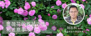 蔷薇花的养殖方法和注意事项