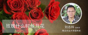 玫瑰什么时候开花