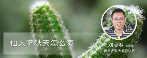 仙人掌秋天怎么养
