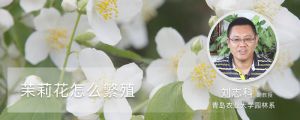 茉莉花怎么繁殖