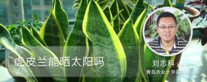 虎皮兰能晒太阳吗
