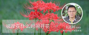 彼岸花什么时间开花