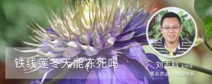 铁线莲冬天能冻死吗