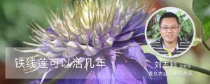 铁线莲可以活几年