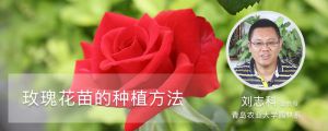玫瑰花苗的种植方法