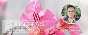 盆栽三角梅的养殖方法和注意事项