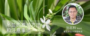 吊兰的养殖方法和注意事项