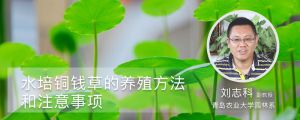 水培铜钱草的养殖方法和注意事项