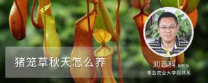 猪笼草秋天怎么养
