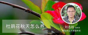 杜鹃花秋天怎么养