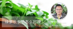 绿萝长长了怎么打理