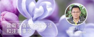 盆栽丁香的养殖方法和注意事项