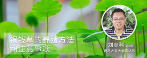 铜钱草的养殖方法和注意事项