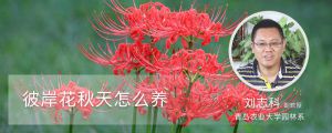 彼岸花秋天怎么养