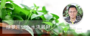 绿萝用什么水浇最好